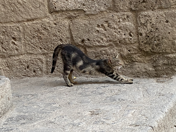 Arched kitty Civita di Bagnoregio