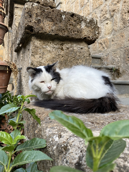 Dot the cat Civita-di-Bagnoregio
