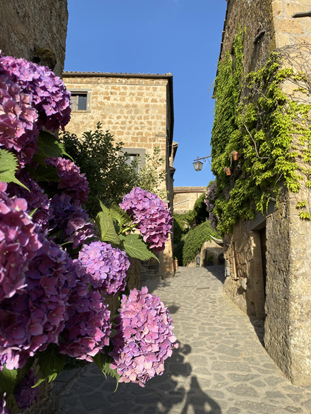 Civita-di-Bagnoregio- Hydrangeas